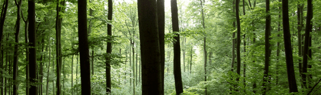 Wald-quer